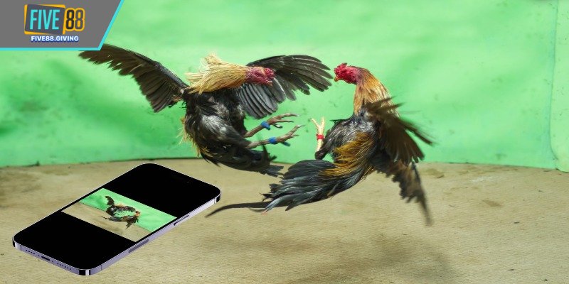 Đá Gà Thomo – Trận Chiến Kịch Tính Bậc Nhất Đông Nam Á