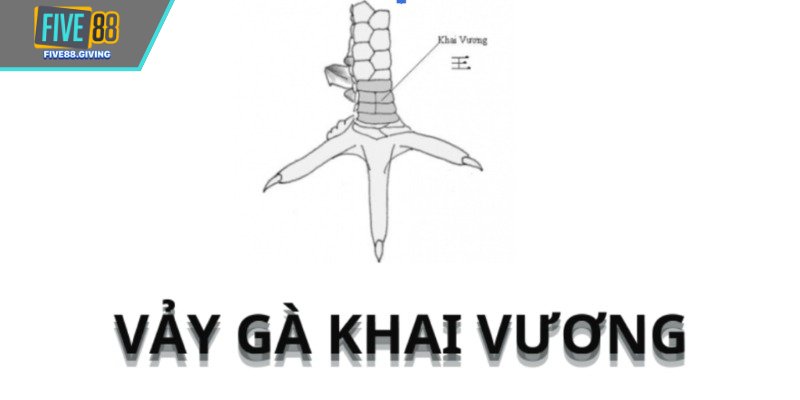 Gà mang vảy khai vương huấn luyện theo giáo án riêng