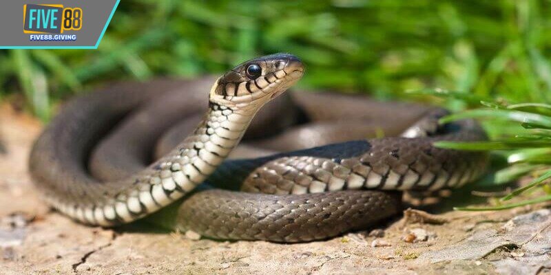 Giới thiệu thông tin về nằm mơ thấy rắn đánh con gì