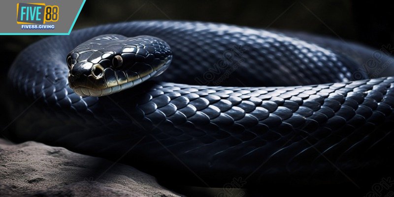 Nằm Mơ Thấy Rắn Đánh Con Gì - Giải Mã Từng Trường Hợp