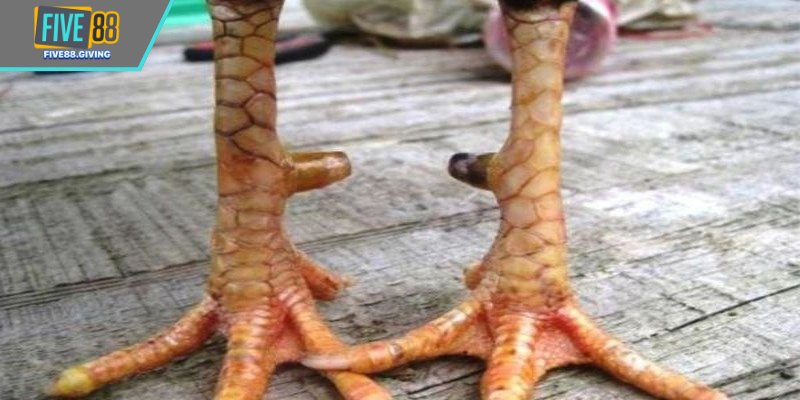 Thông tin cơ bản về vảy giáp vy đao