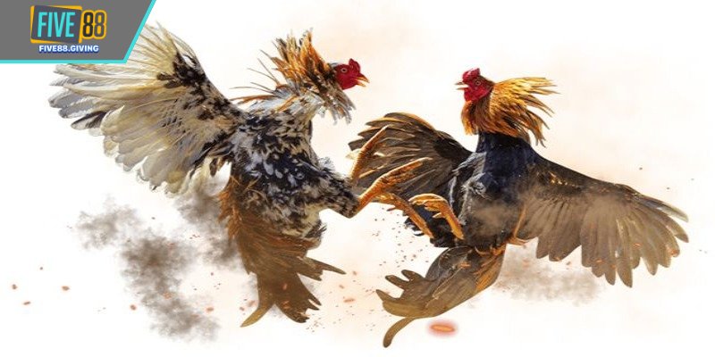 Thông tin về chủ đề đá gà chọi Miền Bắc