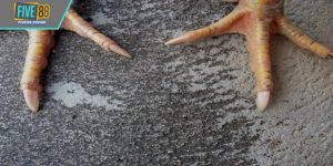 Vảy Độc Biên – Dấu Hiệu Linh Kê Tung Đòn Hiểm Bất Ngờ