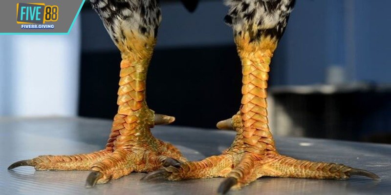 Vảy độc biên thường đi kèm cơ địa ổn định