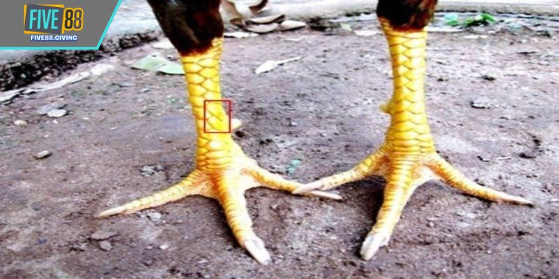 Vảy giáp vy đao gắn liền với lối đánh kết liễu nhanh