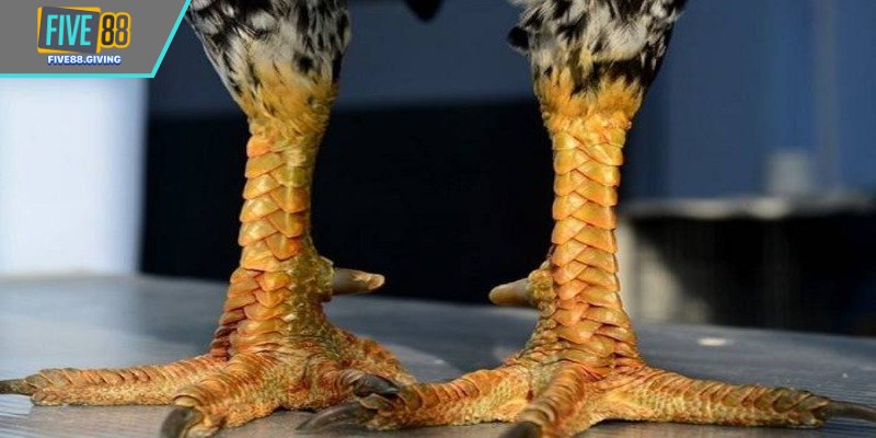 Vảy Giáp Vy Đao – Linh Vảy Chiến Kê Tung Đòn Như Lưỡi Đao