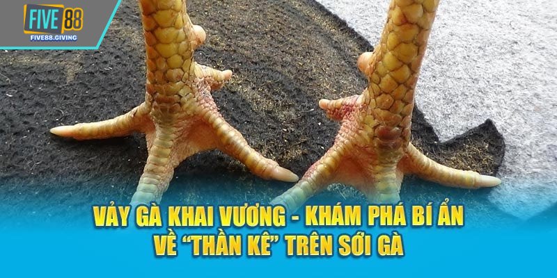 Vảy Khai Vương – Dấu Hiệu Thần Kê Hiếm Giới Sư Kê Săn Lùng